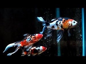 AAA Show Quality Shubunkin Goldfish Natural Breeding