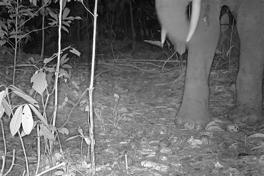 Scientists discover how elephant extinction threatens everything from rainforests to musical instruments