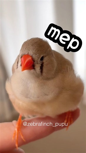 mep… | メッ🐑… #zebrafinch #キンカチョウ #shorts