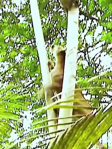 871K views · 14K reactions | 女 Puma o león de montaña (Puma concolor)...