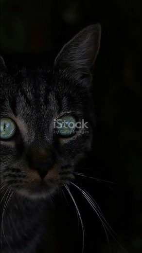 How Do Cats See in the Dark? The Night Vision Secret You Never Knew!#infobytelab #facts #curiosity