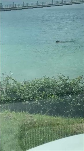 Le chien et le canard dans le lac 💚🐕🦆2026