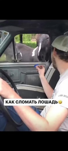 How to Safely Break a Horse for Beginners