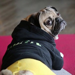 "I should have just made my resolution to eat more food" -Doug | Doug The Pug