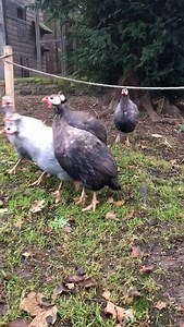 23 reactions · 3 comments | Our 6 helmeted guinea fowl have free roam of the Bird Garden and although we feed them twice a day, they spend the majority of their time foraging for insects and bugs in the grass. It’s incredibly relaxing just to sit on a bench and watch them going about their day. | Harewood House | Facebook