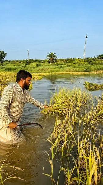 After all, how do farmers here save their crops from unseasonal rains? 😨. #farming #paddy