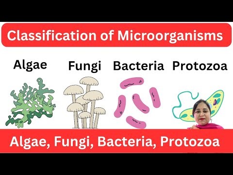 Classification of Microbes | Bacteria, Fungi, Algae, Protozoa, Viruses | Microbiology