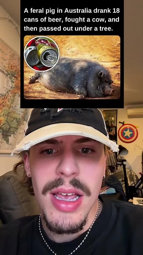 A Feral Pig, 18 Beers, and the Australian Experience