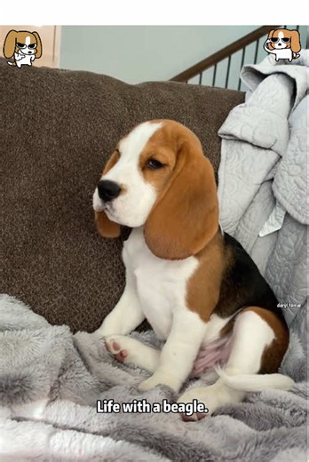 Beagle Dogs: Playful Companions and Their Unique Needs