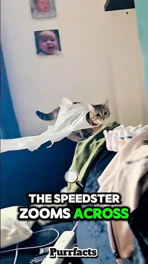 "Top 5 Athletic Cats 🐱💪 Incredible Cat Skills Caught on Camera" #catfacts #catlovers #jaidmeel