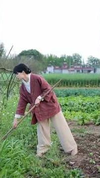 Daily vegetable gardening, tomatoes eggplants, chili peppers