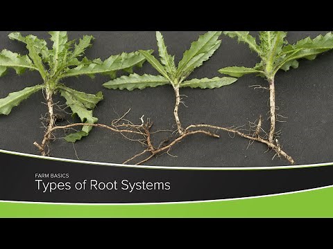 Types of Root Systems