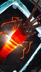 Is This Lobster Full of Meat? 🦞🔦 When a lobster climbs on top of the light, we get a clear view of its body—making it easier to see if it’s full of meat or not! A well-filled lobster has a firm, packed shell, while an empty one looks more translucent and hollow. What do you think—does this lobster look full or empty? 🤔 Let us know in the comments! 👇 🔔 Follow for more seafood insights! #Lobster #SeafoodCheck #Aquaculture #lobsterfarming | RAS Aquaculture
