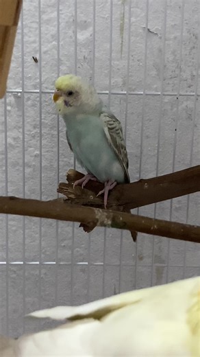 Whistling Budgie: A Charming Pet Bird Experience