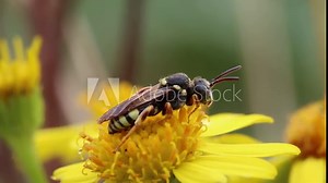 Closeup of a Solitary Wasp resting on a bright yellow Ragwort flower in late Summer. British Isles.