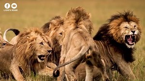The video is about the life story of Notch, a legendary lion king who faced countless challenges, persevered through adversity, and left a lasting legacy in the animal kingdom. Lions of Africa: Notch male [Maasai Mara, Kenya] 1999 - 2013 #lion #animal #masaimara #wildlife #reyleon #Top10#LionsRoar | Lion's Roar
