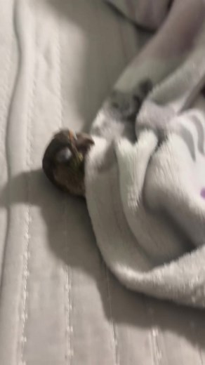 Cute and Funny Conure Parrots in Action