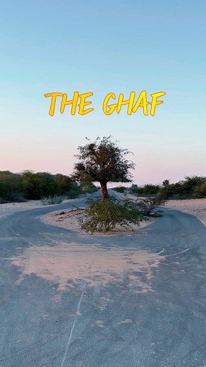 ABDUL HAMEED KHAN on Instagram: "Do you know Ghaf tree is UAE’s National tree. This beautiful place is just 25 mins Far from ajman city. A perfect place for camping , Photography and for sunset. Just type Archaeological City of Arabia On google maps and follow the directions once you will reach there close the google map and just follow the track ( Road ) . Please check the google maps before you start from your place. Zoom in zoom out and the properly. Make sure you take E11. Road is perfect fo