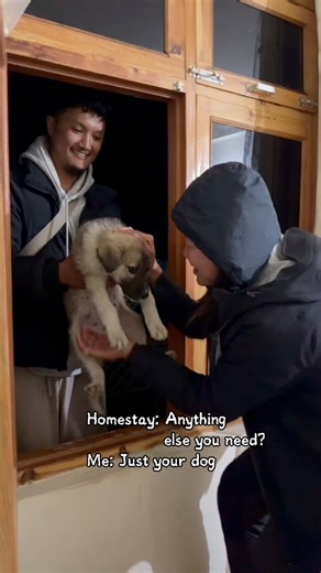 民宿： 还有什么需要的吗？ 我： 把你们家的狗送来我房间🤭 #tabo #puppies #himalayas | May Tam