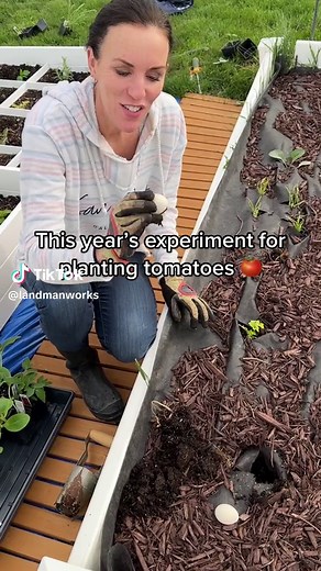Planting Tomatoes with Eggs: A Natural Fertilizer Method