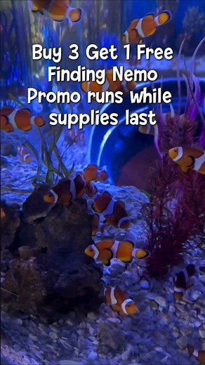 🐠 BUY 3 GET 1 FREE 🐠🌊 Finding Nemo Promo runs while supplies last! ⏳💙