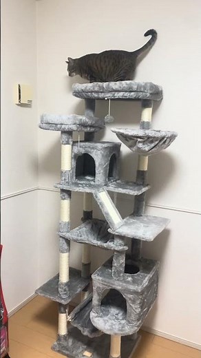 【猫部屋作り】キャットタワー組み立て