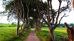 The story behind Ireland’s 90 trees of legends in Dark Hedges