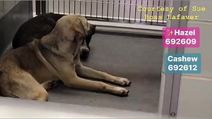 15K views · 1.7K reactions | 拾❤️❤️ HAZEL HAS A RESCUE HOLD!!...