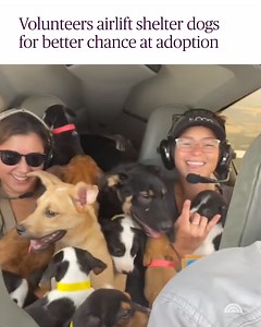 2.7M views · 72K reactions | Heartwarming video shows a recent mission by Alabama Rescue Puppy Flights, whose volunteers gather dogs from overcrowded shelters in Alabama and fly them to central Florida, where they have a better chance of being adopted. (: TikTok / cassventures) | Today Show | Facebook