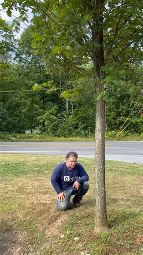 🌳 How to Water a Newly Transplanted Elm Tree! 🌳 Just planted a beautiful elm tree? Proper watering is key to helping it thrive! Here are three easy ways to water your new tree: 1️⃣ Hose Ring (Tree Watering Ring) • Place a hose ring (a donut-shaped bag or ring) around the base of your elm tree. • Let it slowly release water over several hours to deeply soak the root zone. 2️⃣ Bubbler Hose Attachment • Attach a bubbler nozzle to your hose for a gentle, low-pressure flow. • Position it near the t