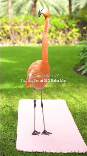 The Ultimate SLS Baha Mar Experience | Nassau Trip Vlog