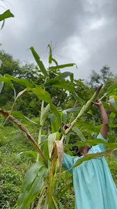 178K views · 6.7K reactions | Harvesting Corn #minivlog | Angkur Marak | Facebook