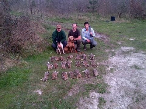 Chasse du lapin de garenne