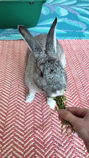 Dusty eating THYME! He loves his herbs. #eating #rabbit #herbs #fresh #healthy @Food Network