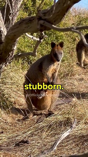 Why Kangaroos Can’t Walk Backwards ↓ Kangaroos can’t walk backwards because their anatomy is uniquely specialized for forward motion. Their massive, muscular tail acts like a structural support — almost like a built-in tripod — which helps them balance and even walk using their tail as a fifth limb. But that same tail also blocks any backward leg movement. Their hind legs are also fused in function: kangaroos can’t move them independently when hopping. The tendons in their legs store elastic ene