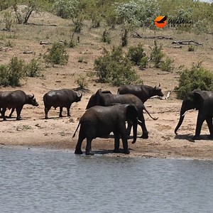 321K views · 1.9K reactions | Waterhole chaos!  Our safari guide, Simon, was focused on an elephant chasing buffalo out of the water—until some unexpected action unfolded to his right! 勞 With so much happening at once, where do you even look first? That's the magic of Kruger… you never know what surprises the wild has in store!  Simon Vegter | Wild Wings Safaris | Facebook
