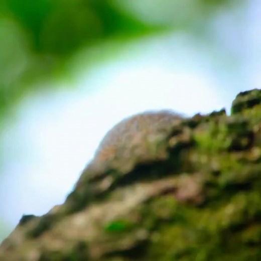 Little “Pygmy marmoset”monkey is fascinated by insect that looks like a leaf #monkey #pygmymarmoset #coolbug