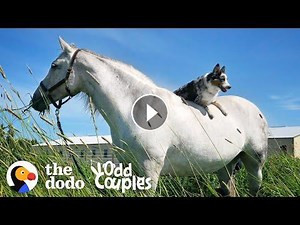 Dog Can't Stop Smiling When He's Riding His Favorite Horse Video