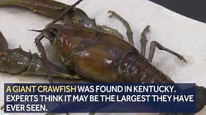 This is NOT a lobster! We repeat...this is NOT a lobster! Do you have a photo of a huge crawfish? Send it to us >> www.wdsu.com/upload | WDSU News