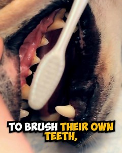 15 reactions · 5 comments | “I don’t need to look after my dog’s...