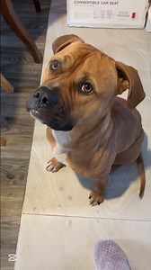 Our Dog Frank Tried Talking to Get His Favourite Food @lykapetfood