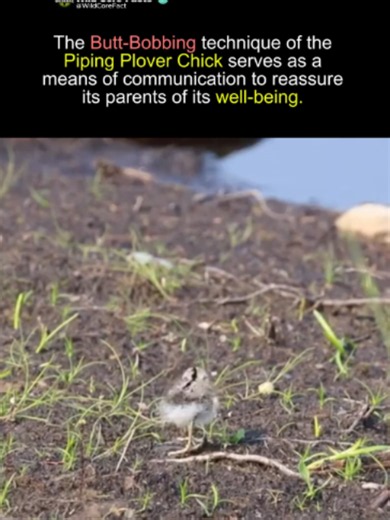 Piping Plover Butt Bobbing: Why and How This Behavior Happens