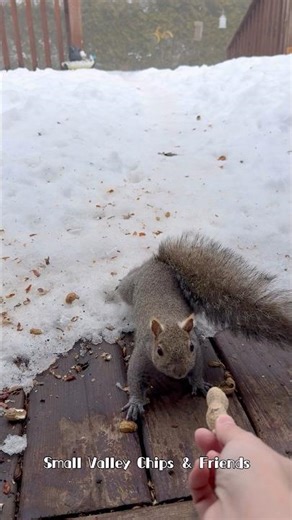 Baby Muddie just learned how to take a peanut from human’s hand 😜😜