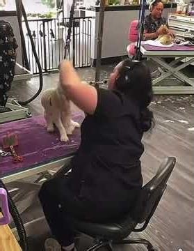 Viral TikTok Live Prompts Public Apology From Hamilton Dog Groomer