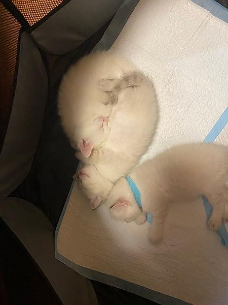 We build a large toilet for their potty training.