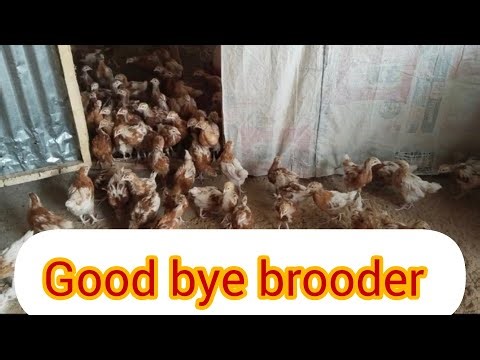 My chicks finally leave the brooder - big day on the farm