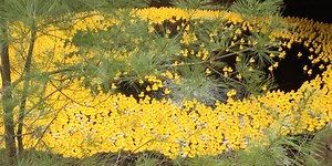 Rubber ducks fill Long Pond for the 29th Adironduck Race