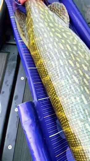 Northern Pike Strikes Like a Monster 😱🎣