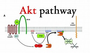 Akt pathway