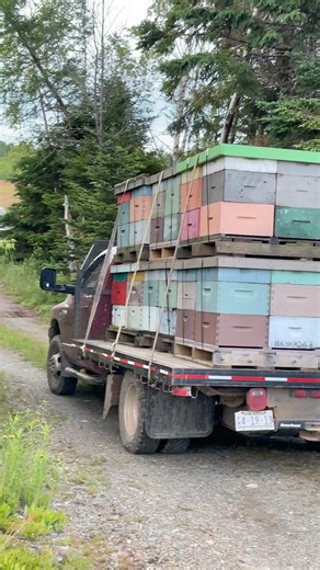 We’re still working on take the bees back to the yards🐝🐝🐝🇨🇦🇨🇦 #honey #bee #beekeeping #candles #canada #repost #fypシ゚ | Apiary Worker